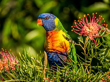 beautiful Lorikeet, animal, birds, lorikeet, trees, flowers, parrot HD wallpaper