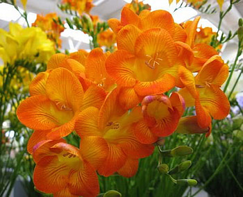 sia, orange, pot, flower HD wallpaper