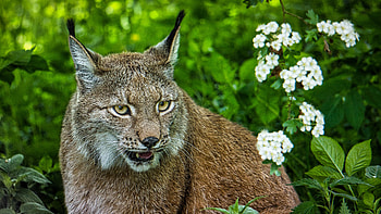 Animals, Iris, Predator, Big Cat, Sight, Opinion HD wallpaper