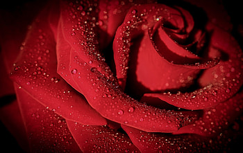 Red Rose, Wet, Petals, Rose, Drops HD wallpaper