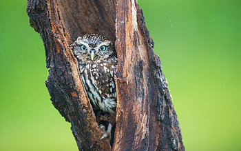 Animals, Owl, Bird, Predator, Hide, Hollow HD wallpaper