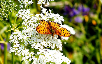 Butterfly, Flowers, Nature, pretty HD wallpaper