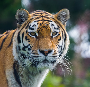 Animals, Predator, Big Cat, Tiger, Animal HD wallpaper