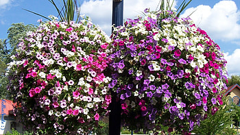 Flowers for Sparky/Kate Hatheway, white, Kate Hatheway, petunias, purple, pink, b1oom, flowers, Kate, b1ooms, cie1, Sparky HD wallpaper
