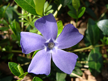 Pretty flower, purple flower HD wallpaper