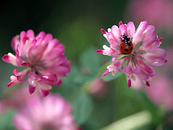 Flowers, Background, Macro, Ladybug, Ladybird, Clover HD wallpaper