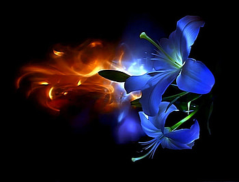 Desire Love, Abstract, Beautiful, Love, Blue flowers HD wallpaper