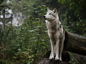 Animals, Forest, Dog, Nice, Sweetheart, Eared HD wallpaper