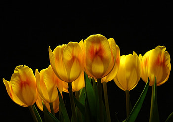 Flowers, Background, Tulips, Shine, Light HD wallpaper
