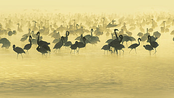 Flamingo's, flamingo, everywhere, water, group HD wallpaper