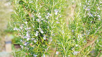 From cuttings, Grow rosemary, Seed country, How to HD wallpaper