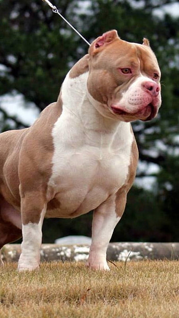 American Bully, Brown Dog, dog breeds HD phone wallpaper