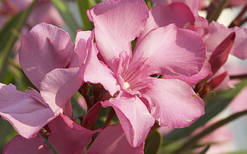 Plants, Flowers HD wallpaper