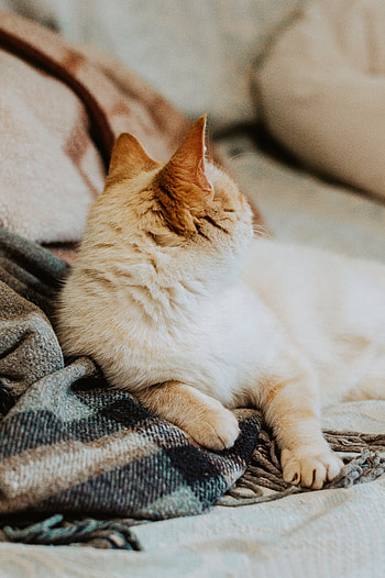 Animals, Cat, Pet, Animal, Redhead HD phone wallpaper
