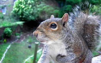 Animals, Squirrel, Muzzle, Sight, Opinion, Tail HD wallpaper