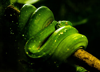 Animals, Reptile, Snake HD wallpaper