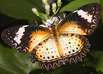 For I LikeYou, green leaves, butterfly, leopard lacewing, gold white black white, female, spotted HD wallpaper