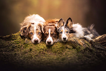 3 Majestic Dogs in Stunning Animal, Animal, dog HD wallpaper