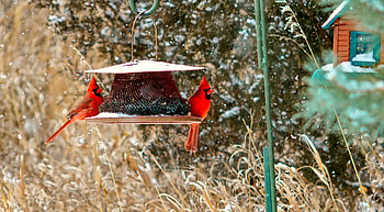 Winter wonderland, winter, fairytale, birds, guests, house, snowflakes, pretty, snowfall, snow, wonderland, friends, cardinals HD wallpaper