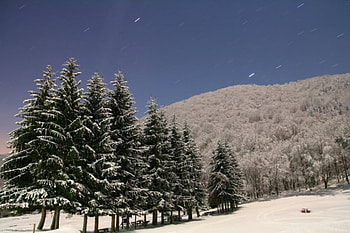 Snow trees, snow, bulgaria, trees, sky, vratza, mountain HD wallpaper