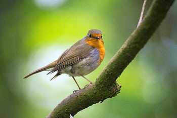 A detailed view of a robin perched on a branch in a lush garden setting. HD wallpaper