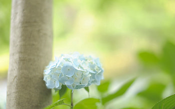 Leaves, Flower, Macro, Greens, Hydrangea, Trunk HD wallpaper