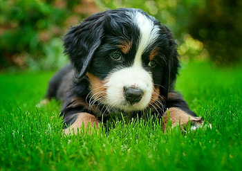 Puppy, cool HD wallpaper