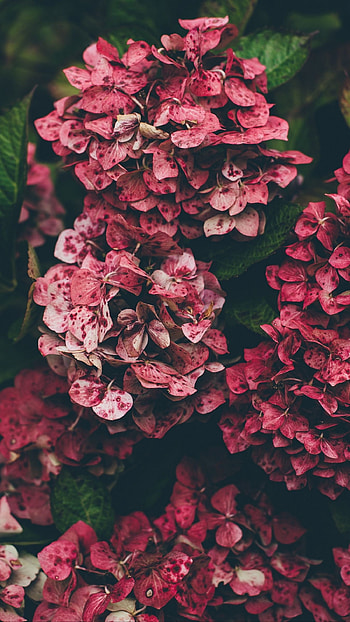Floral , Hydrangea , hipster, Nature's charm HD phone wallpaper