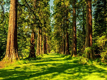 GREEN FOREST, trees, summer, nature, forest HD wallpaper