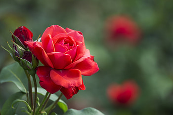Red Roses, rose, flowers, buds, red HD wallpaper