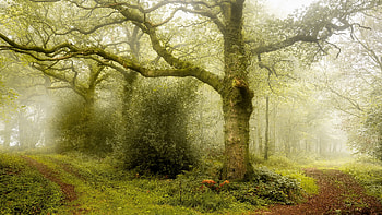 Into the Forest, trees, natute, forest, moss HD wallpaper