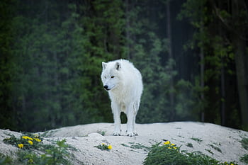 A solitary white wolf standing on a rocky terrain surrounded by lush green forest, embodying the wild and untamed spirit of nature. HD wallpaper
