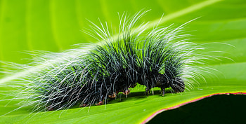 Macro, Sheet, Leaf, Caterpillar, Hairs HD wallpaper