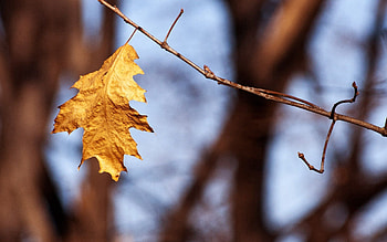 Nature, Sheet, Leaf, Branch, Dry HD wallpaper