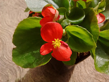 Beautiful Flower, nature, bloom, petals, flower HD wallpaper
