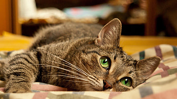 Animals, Cat, To Lie Down, Lie, Muzzle, Striped, Green Eyed, Green-Eyed HD wallpaper