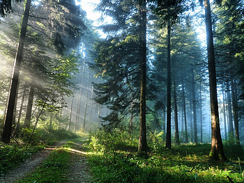 Landscape, Nature, Trees HD wallpaper