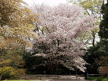 sakura-festival , sakura festival, japan HD wallpaper