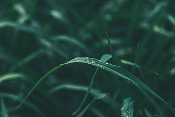 Close-up of fresh green grass blades with dew droplets, portraying natural freshness and growth. HD wallpaper