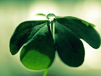 Grass, Macro, Drop, Leaflet HD wallpaper