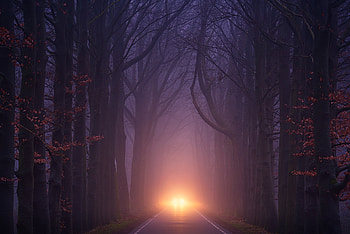 Car Light Road Autumn Trees Foggy Weather, nature, road, trees, fog, weather HD wallpaper