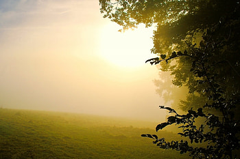 Landscape, Trees, Fields HD wallpaper
