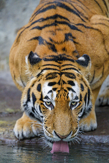 Animals, Water, Predator, Big Cat, Tiger, Protruding Tongue, Tongue Stuck Out HD phone wallpaper