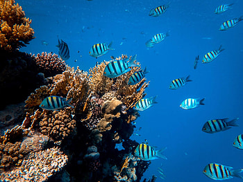 2022 impact, Protecting coral reefs HD wallpaper