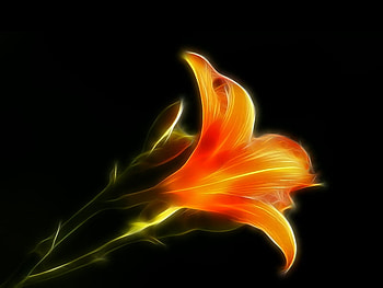 Beautiful Flower, cool, beautiful, , flower HD wallpaper