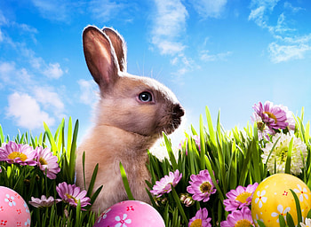 Easter Bunny, Easter, Easter Eggs, grass, eggs, bunny, clouds, flowers, sky, rabbit HD wallpaper