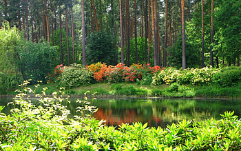 Rhododendrons in Forest, Latvia, rhododendrons, water, forest HD wallpaper