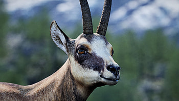 Chamois species, Male chamois characters, Unique animal marketplace, Intriguing wildlife HD wallpaper