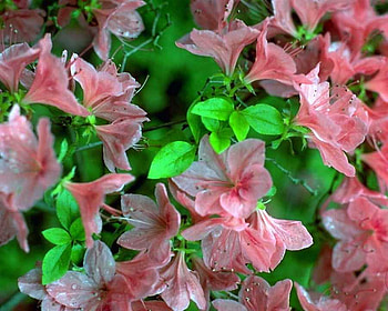 mine fav, pink, none, green HD wallpaper