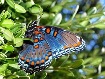 Red-spotted Purple Butterfly, purple, beautiful, butterfly, red-spotted HD wallpaper